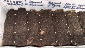 Забытый Способ Посева ТОМАТОВ из СССР, Рассада всегда низкая коренастая, посев на троекратный урожай