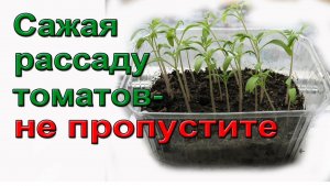 Сажая рассаду томатов, не пропустите!