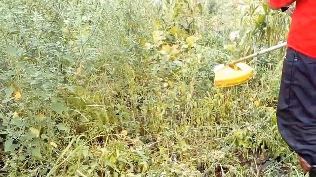 Покос бурьяна на картофельном поле перед уборкой смотреть онлайн