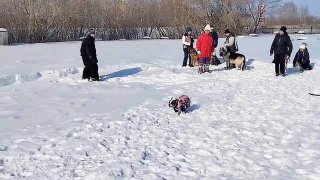 Дрессировка собак В Омске - ОЦССС,08-03 -2025г (2)