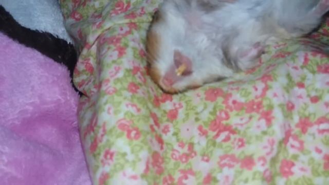 Как спит наш хомячок? смотреть онлайн