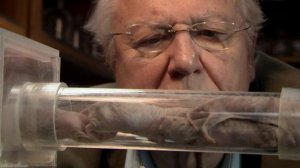 Курьёзы природного мира 1 сезон 3 серия «Юные морщинистые» (документальный сериал, 2013)