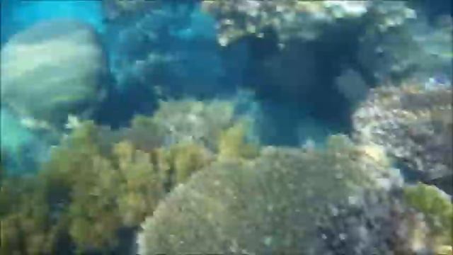 Snorkeling In The Red Sea (amazing Too!).wmv