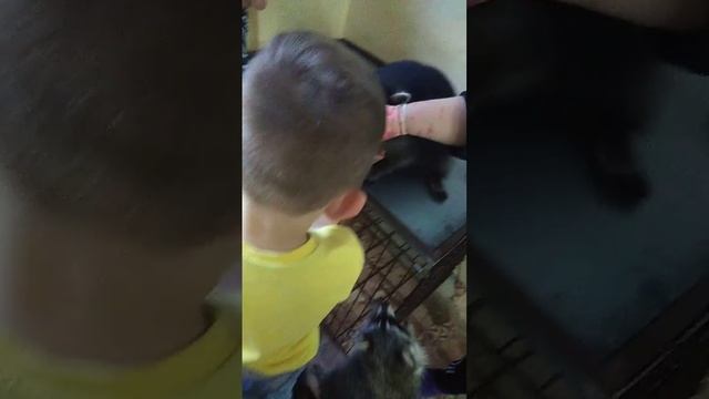 Дом енотов тула смотреть онлайн