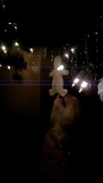 Porkchop The Cat Licking Gingerbread Man Crotch! *Lmao*