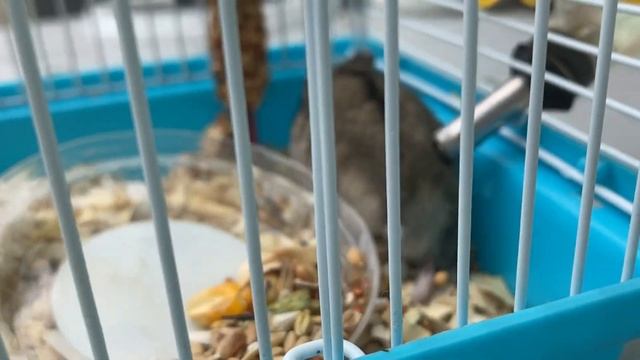 Что с хомячатами ? Куры?! Уборка у Джерри. смотреть онлайн
