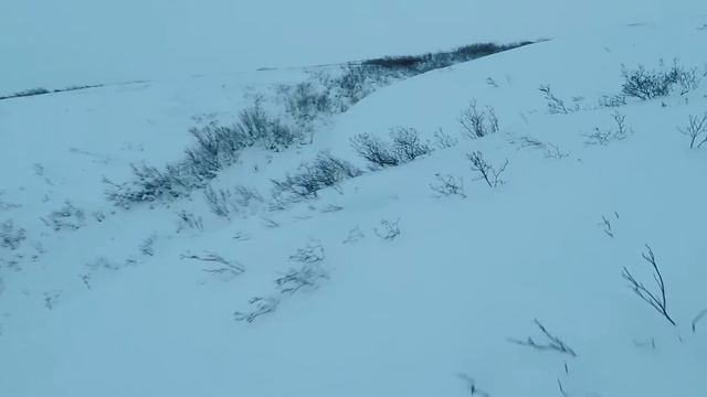 Встретилась лиса