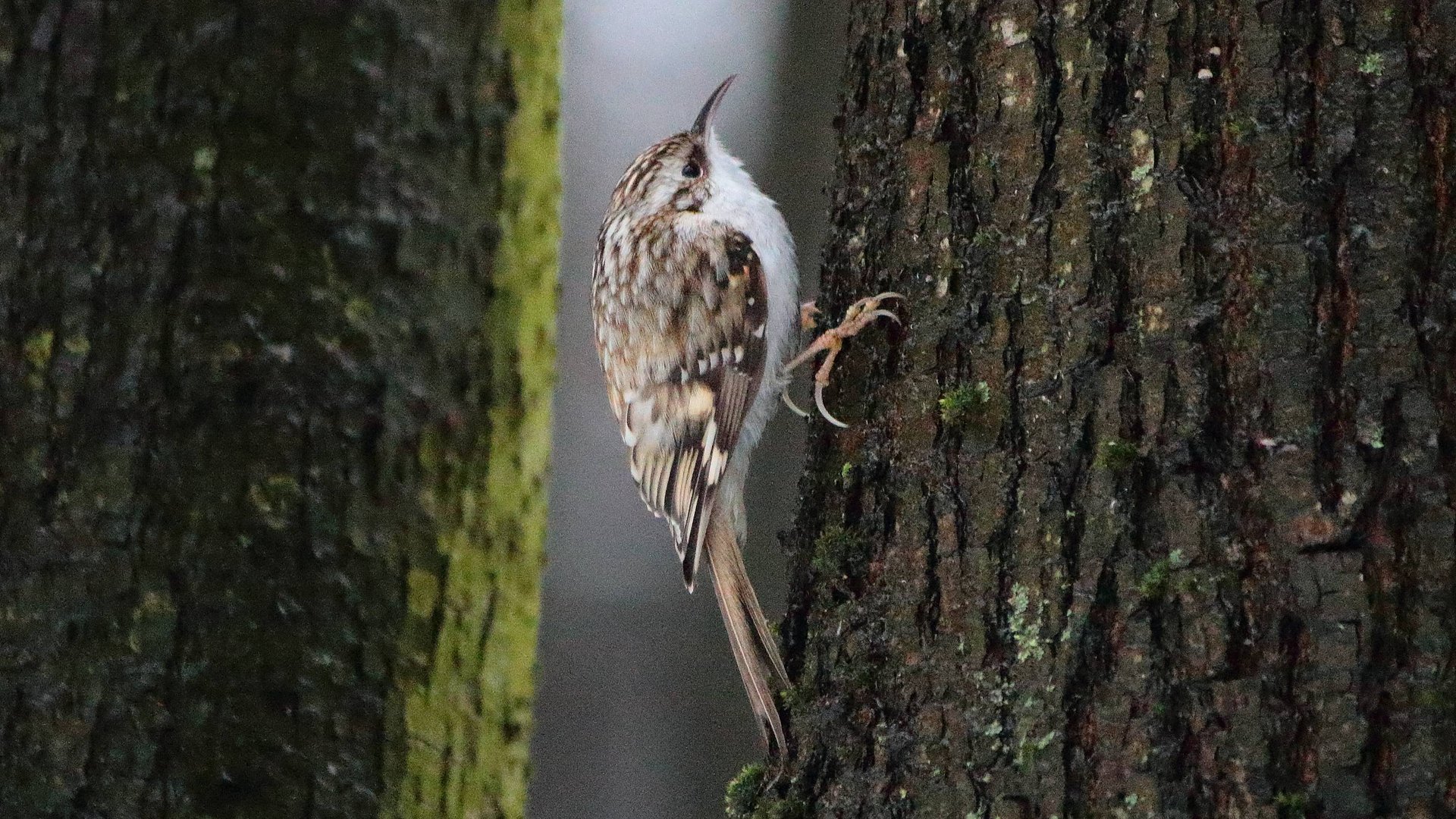 птицы смотреть онлайн