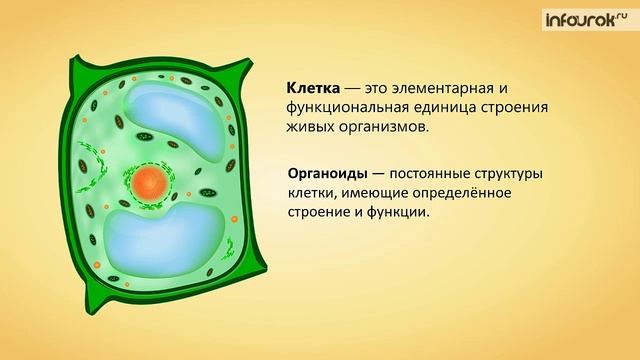 3. Строение клетки смотреть онлайн