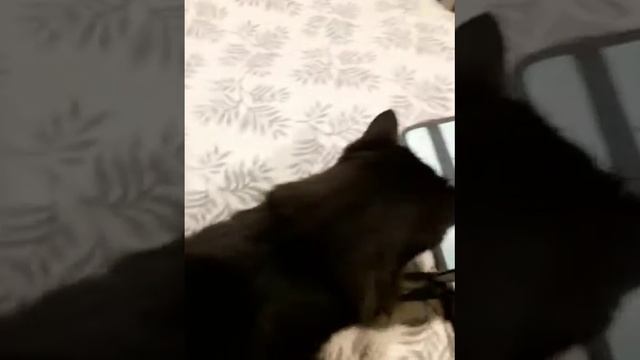 Выбор кота: дублёнка или шуба ...Каков финал ? смотреть онлайн