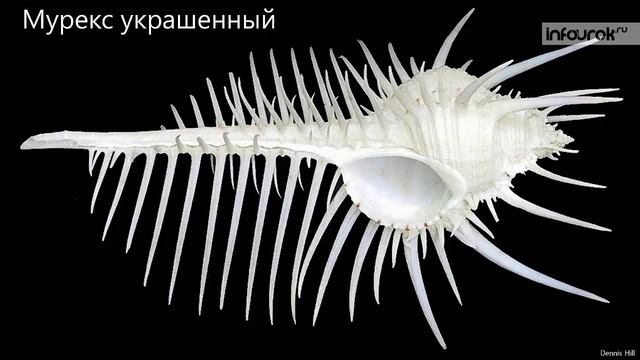 17. Тип Моллюски. Класс Брюхоногие молюски смотреть онлайн