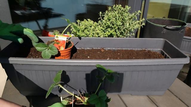 Erdbeeren im Balkonkasten pflanzen - Erdbeeren im Topf | Erdbeeren auf dem Balkon смотреть онлайн