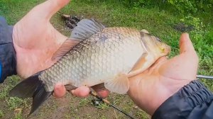 СТАРЫЙ КАРАСЯТНИК НАУЧИЛ! Забытые насадки для карася, которые выручают