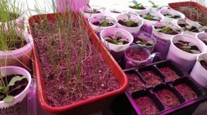 Подкормка рассады жидким биогумусом. #рассада #подкормкарассады