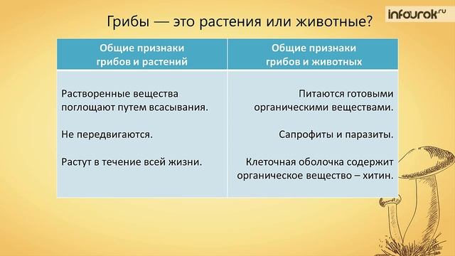8. Общая характеристика грибов смотреть онлайн