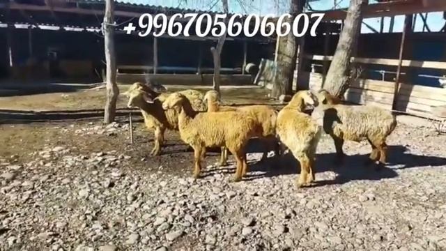 ярочки на продажу 20т сом,адрес Кара Балта