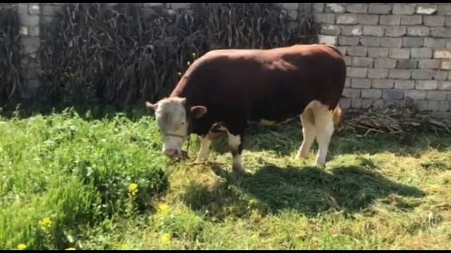 1 ТОННАГА ЯКИН ВЕСИ ЗОТГА ЗУРДА СИММЕНТАЛ%,+998977635350 смотреть онлайн