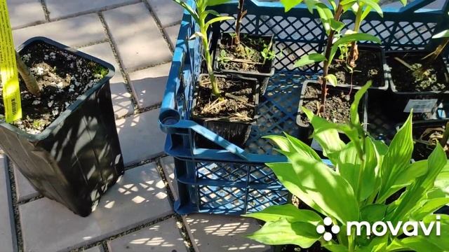 Хвастаюсь на всю катушку смотреть онлайн