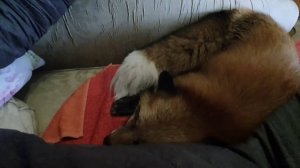 Лиса-Алиса. Лиса пришла на диван сушить шубу.