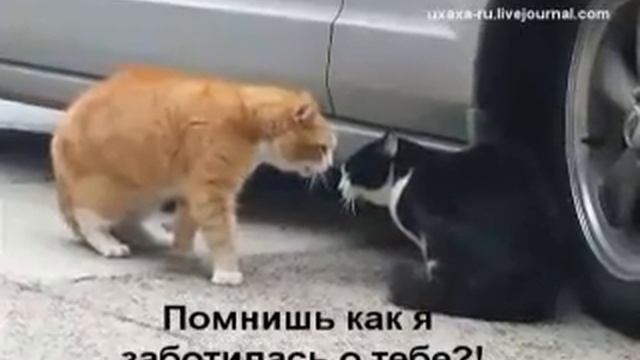 Разборки по-кошачьи смотреть онлайн