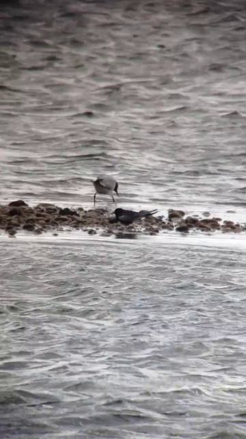 White Winged Black Tern At Dungeness 2015