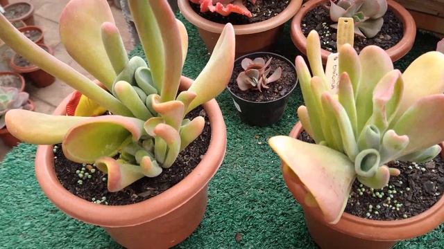Kalanchoe ouricula dicas de cultivo ☺️ смотреть онлайн