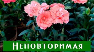 Красота, которая должна быть в каждом саду! Неприхотливая, ароматная, очень красивая гвоздика!