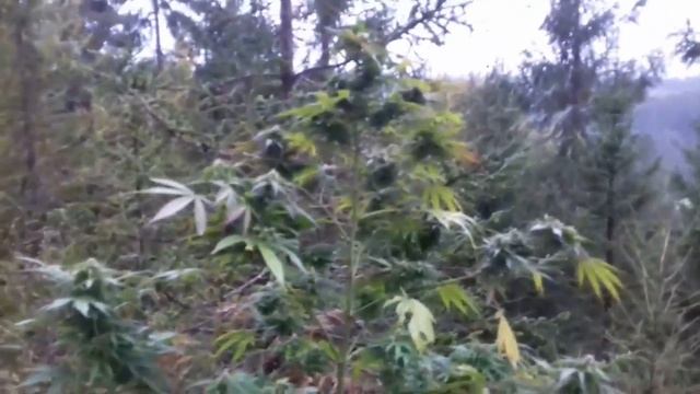 Разные стадии вызревания смотреть онлайн