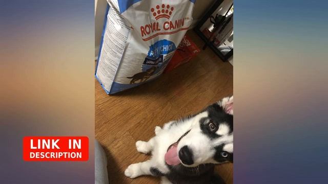 Royal Canin Large Puppy Dry Dog Food, 35 Pounds revieww смотреть онлайн