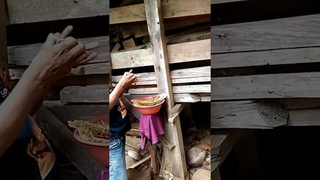 Panen Madu Tawon Liar