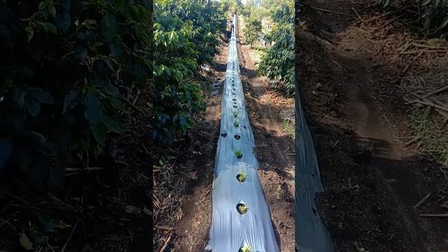 part 2, penýemprotan cabe rawit dan cabe merah lokal смотреть онлайн