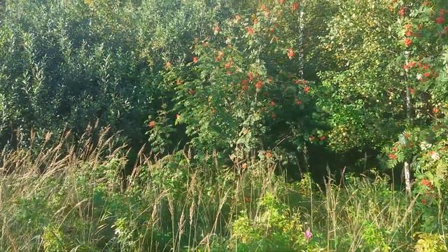 Чёрный дрозд и алая рябина. Кто кого?