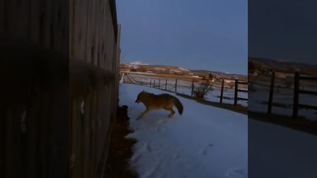 Кот Против Волка 1:0 / The Cat vs Wolf смотреть онлайн
