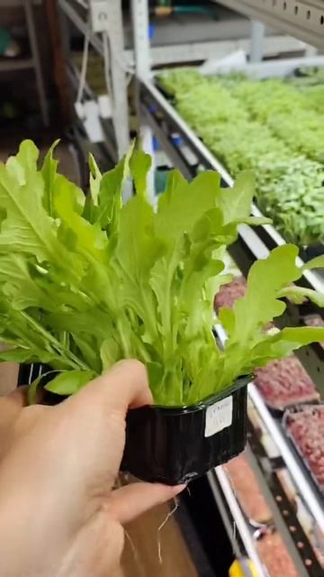 Растим полезный салат дома или на ферме микрозелени! смотреть онлайн