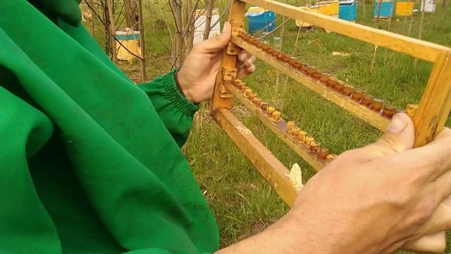 ставим прививочную рамку на очистку пчелам смотреть онлайн