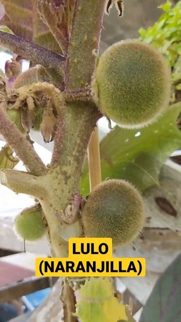 LULO (naranjilla) PRIMEIROS FRUTOS смотреть онлайн