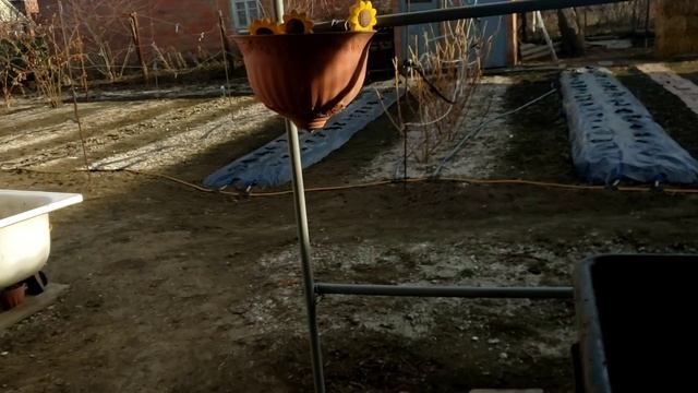 Закладка корня малины на проращивание. Сорта Вайолет и Полонез. 9 марта 2025г. смотреть онлайн