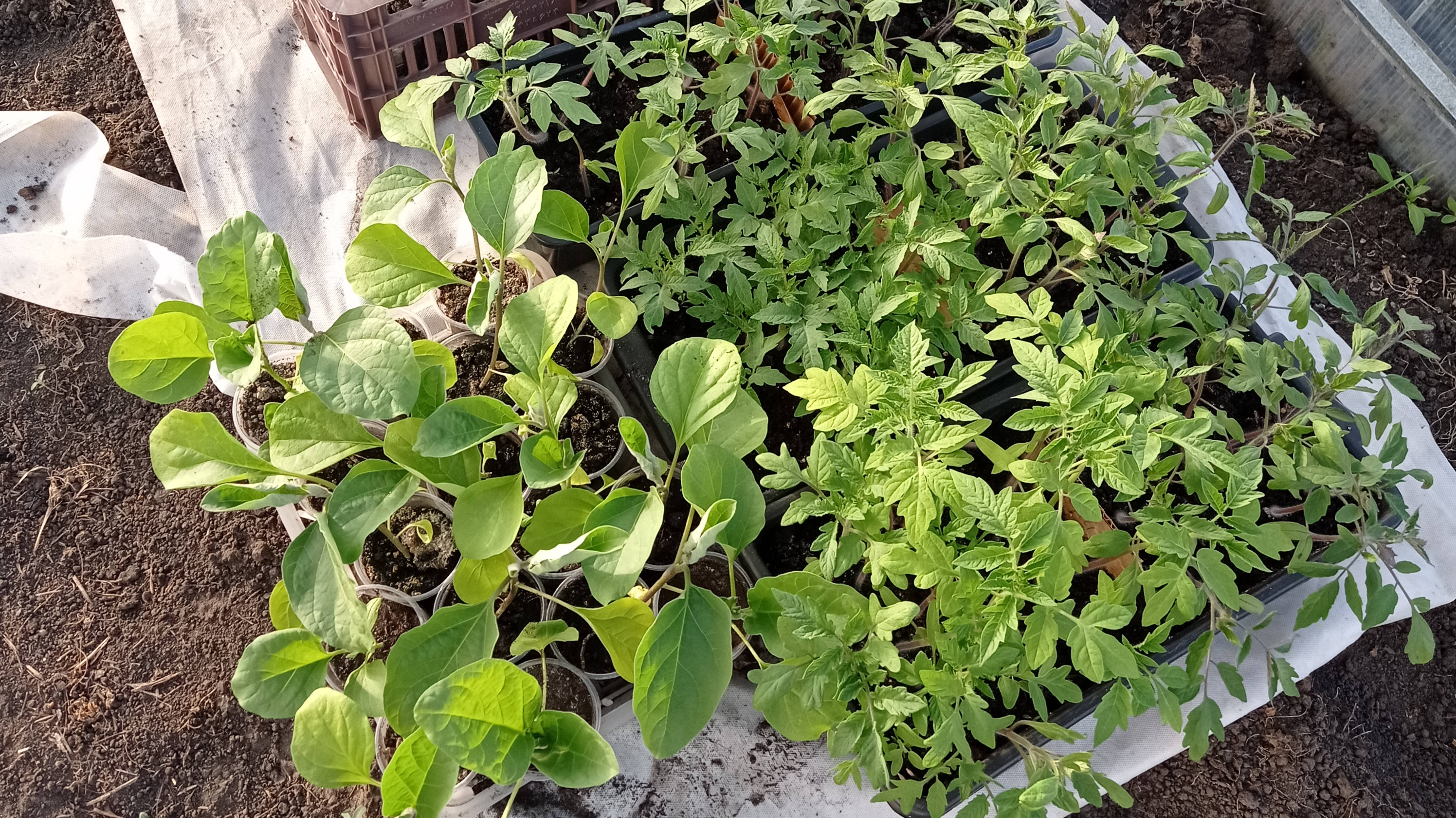 Весна 🌻Пора готовить теплицу к посадкам.