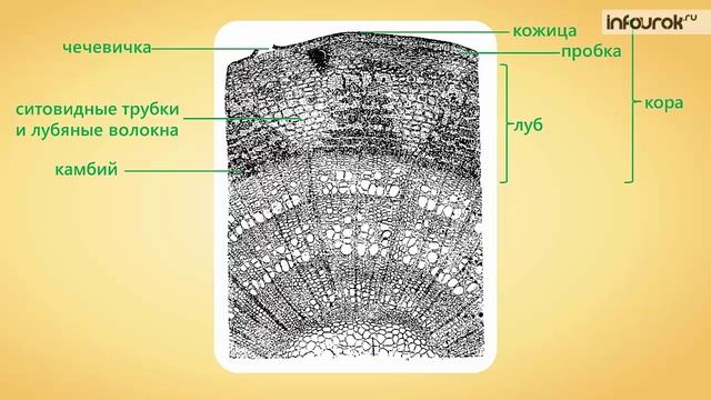 28. Строение стебля смотреть онлайн