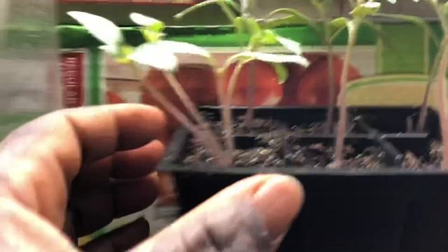 Episode 12: How I Thin my Tomato Seedlings and a View of the Other Seedlings I’m Germinating. смотреть онлайн