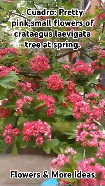 Cuadro: Pretty pink,small flowers of crataegus laevigata tree at spring @flowersmoreideas3639 смотреть онлайн