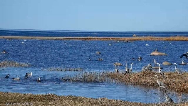 Рижский залив. Цапля ловит рыбу - The Gulf Of Riga. The Heron Is Fishing.