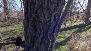 КОП МЕТАЛЛА 09.03.2025