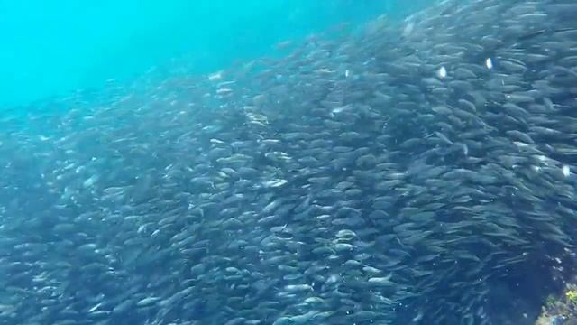 Sardine Run 2 @ Napaling Wall, Tangnan, Panglao, Bohol смотреть онлайн