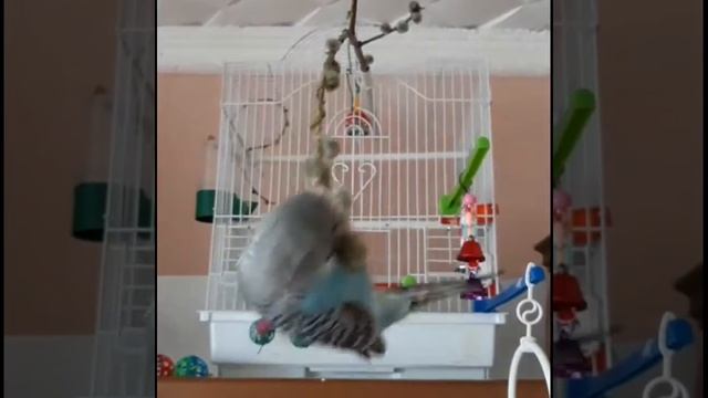 Волнистый попугайчик. Кирюша акробат) смотреть онлайн