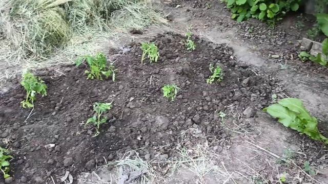 Пирожки на сковороде! Легко,просто и быстро!