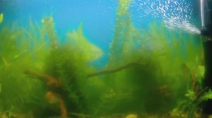 Ч 21 Биологическая вспышка в аквариуме