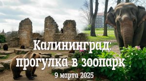 Калининград: Прогулка в Зоопарк 🌿🐘 9 марта 2025
