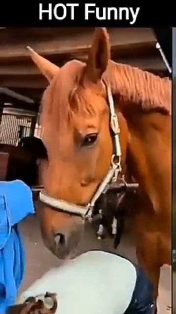 funny video @ #shorts #funny #sexy #comedy смотреть онлайн