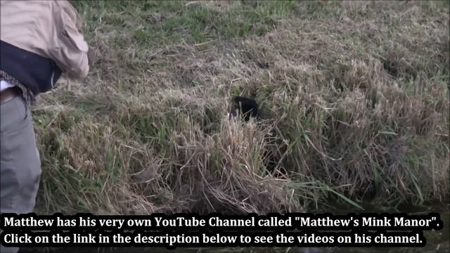 Mamba Explanation, And MinkLand Update!